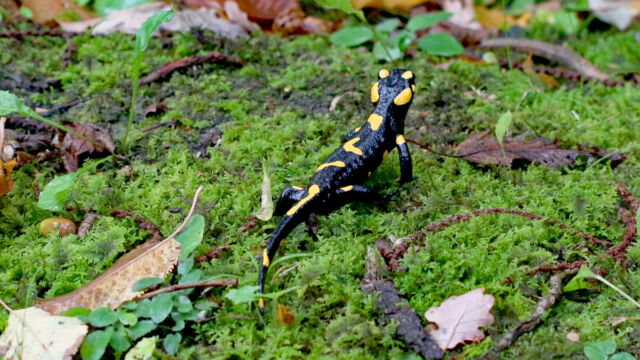Feuersalamander (Salamandra salamandra)