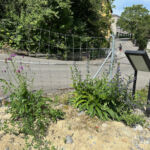 Hier eine blühende Skabiosenflockenblume links und ein Natternkopf rechts.
