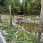Der Teich wurde nicht nur von den Amphibien entdeckt, sondern auch von einem hungrigen Graureiher.