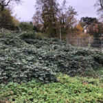Ein grosses, sich ausbreitendes Brombeerdickicht auf der östlichen Fläche.