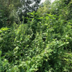 Vegetation überwächst Strauchpflanzungen