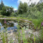 Zustand im Juli 2023 Blick in Richtung Blumenrain.