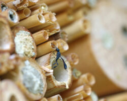 eine Gichtwespe legt ihre Eier in Nistkammern verschiedener Wildbienen