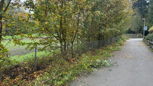 Wegschneiden der unteren Äste