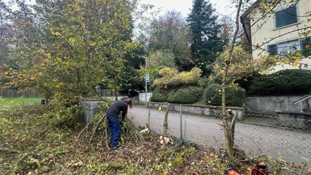 Der Igelhaufen wird gebaut.