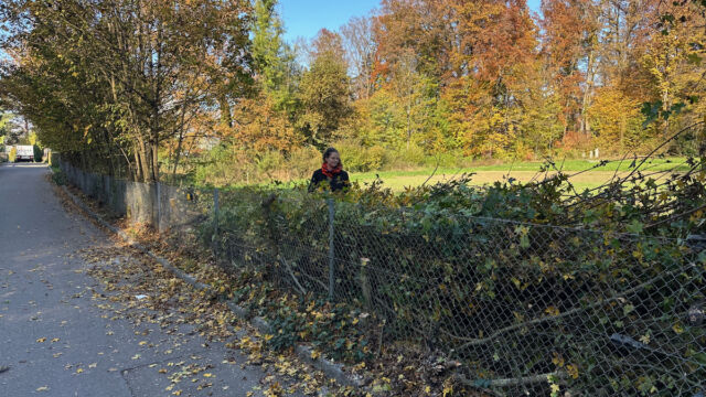 Der Blick auf den wunderschönen Burgwieswaldrand wird wieder frei.