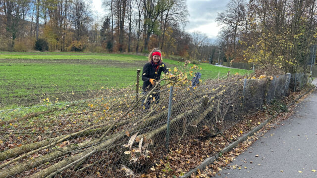 Nach dem Ablegen mussten die Seitenäste abgeschnitten und eingefädelt werden.