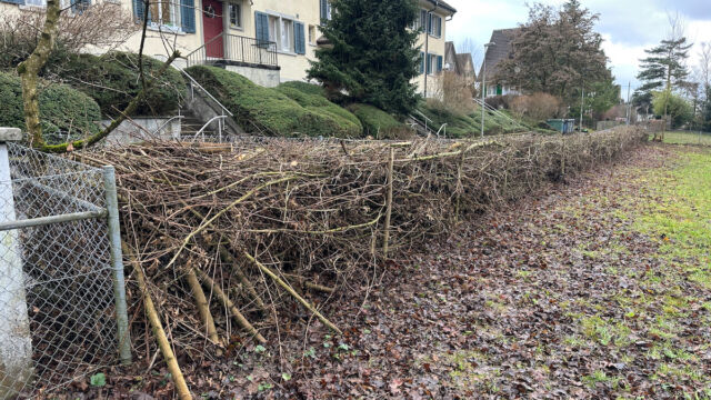 Die fertige Benjes-Knickhecke.