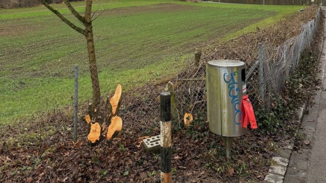 Dieser Feldahorn und viele weitere waren komplett in den Zaun eingewachsen.