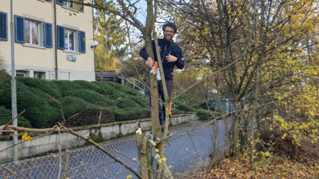 Bei dünneren Ästen und bei schwierigeren Arbeiten kam die kleine Handsäge zum Zug.